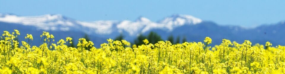 長野県音楽教育学会